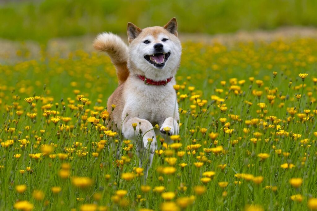 shiba inu coindesk